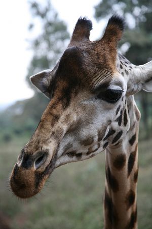 Giraffe 5.jpg